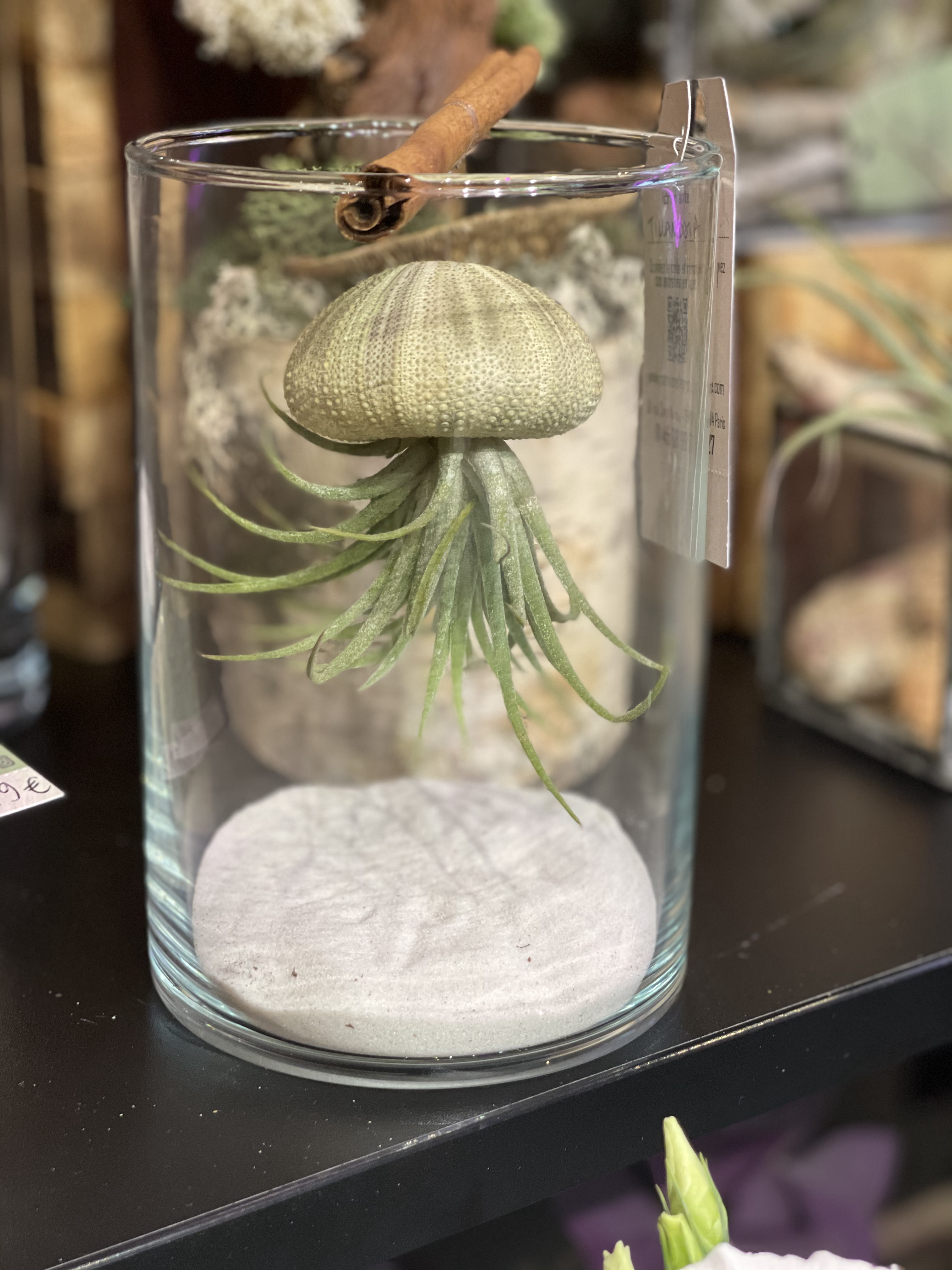 Medusa (tillandsia ionantha)