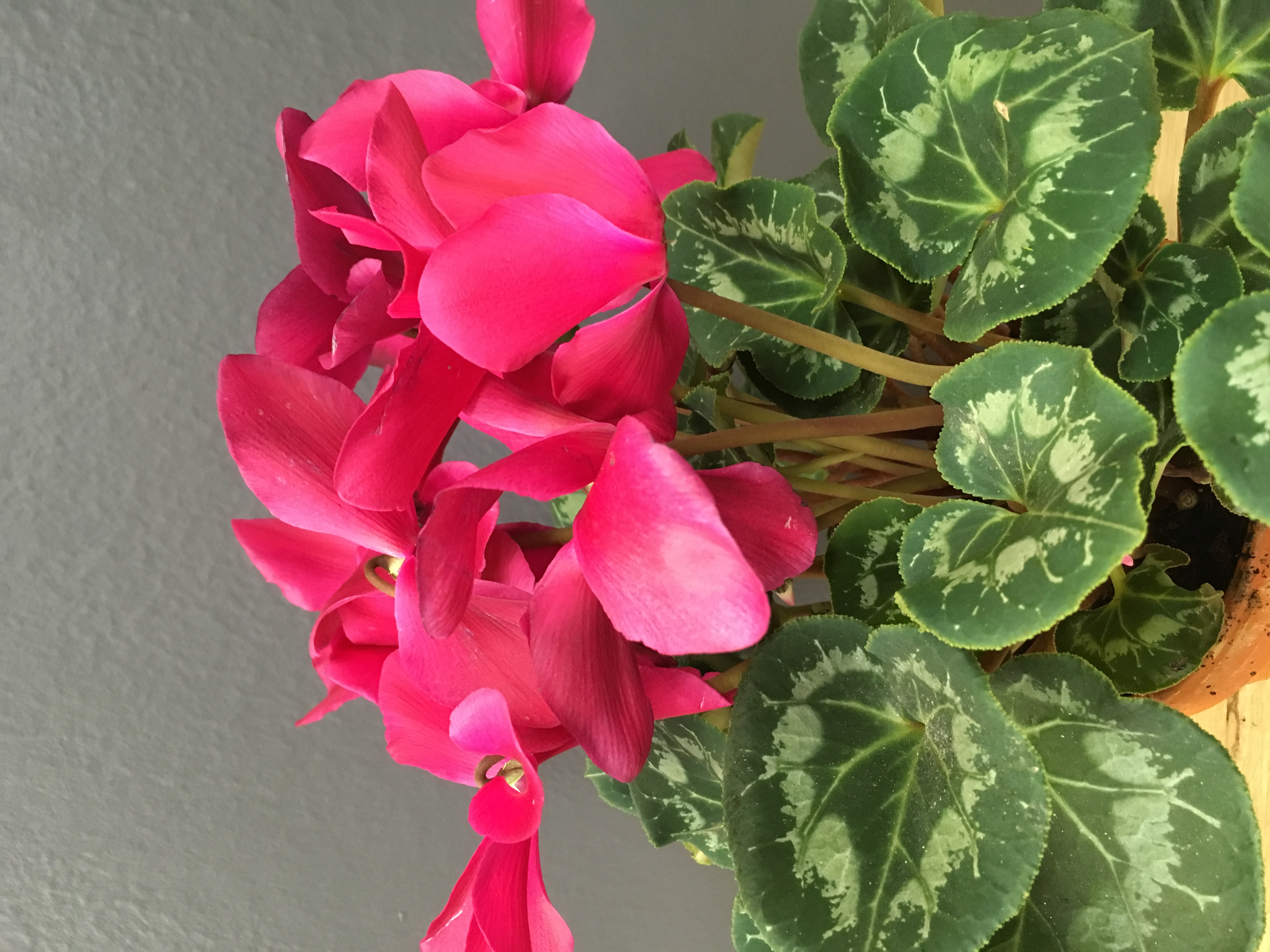 Cyclamen persicum