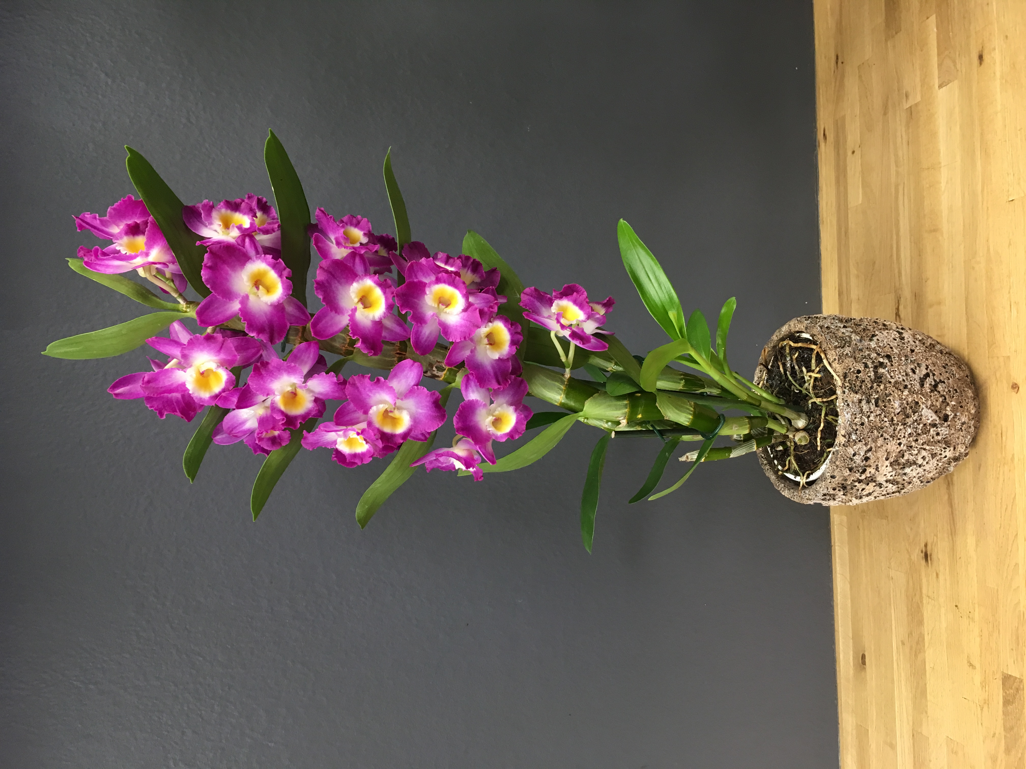 Dendrobium nobile