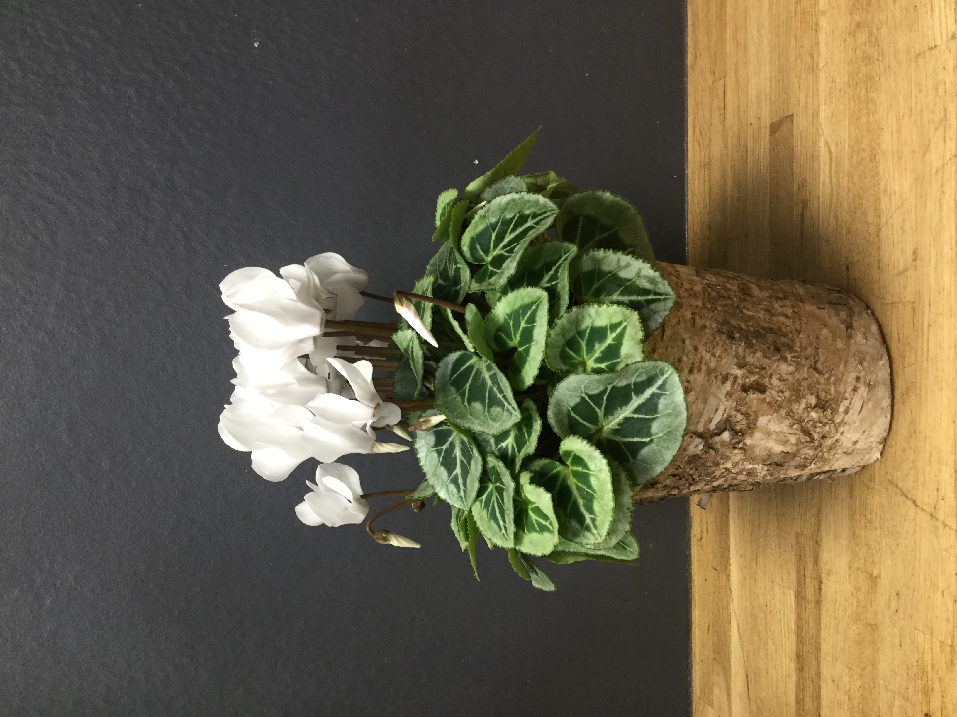 Cyclamen
