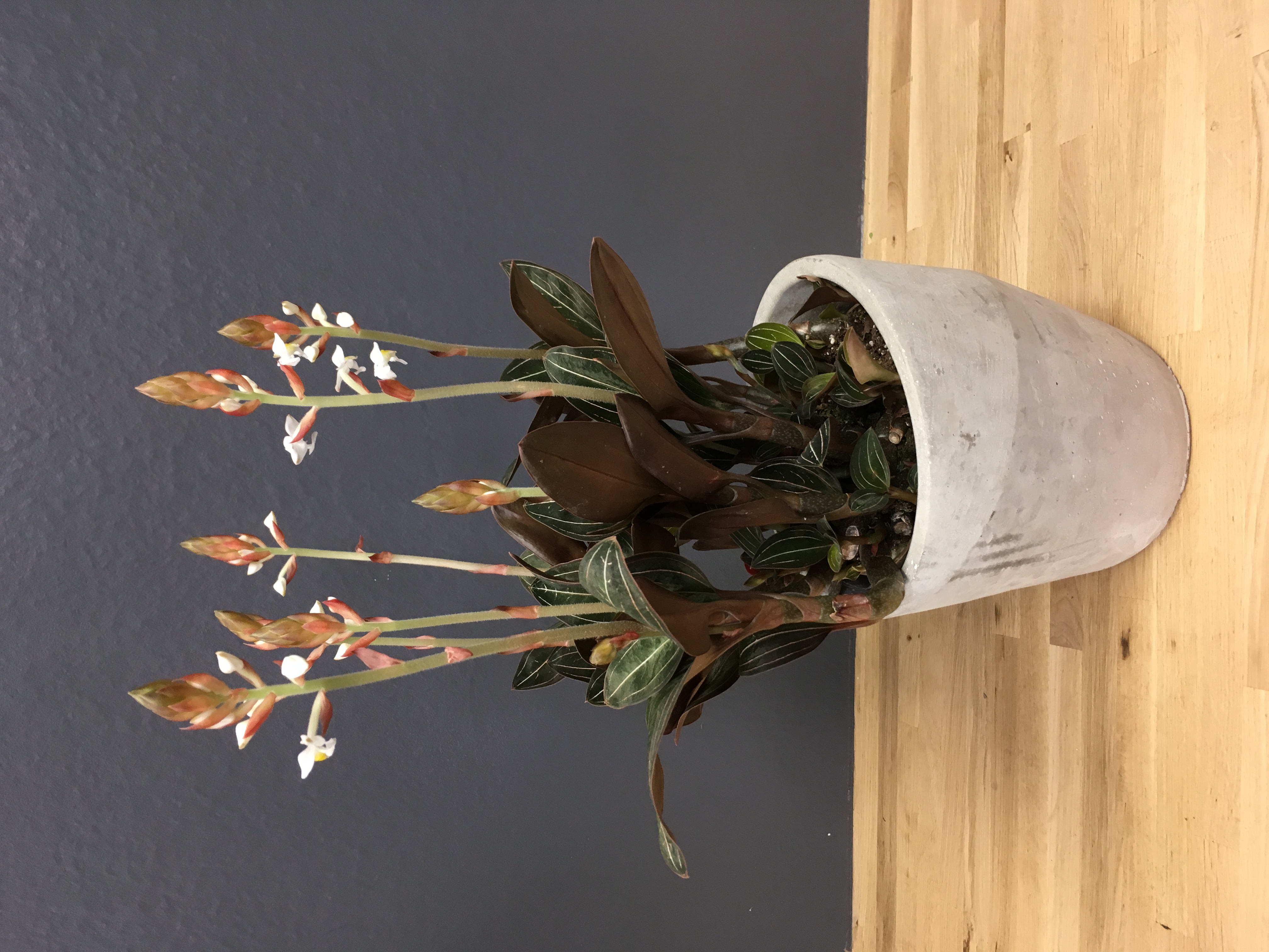 Ludisia "orchidée bijou"