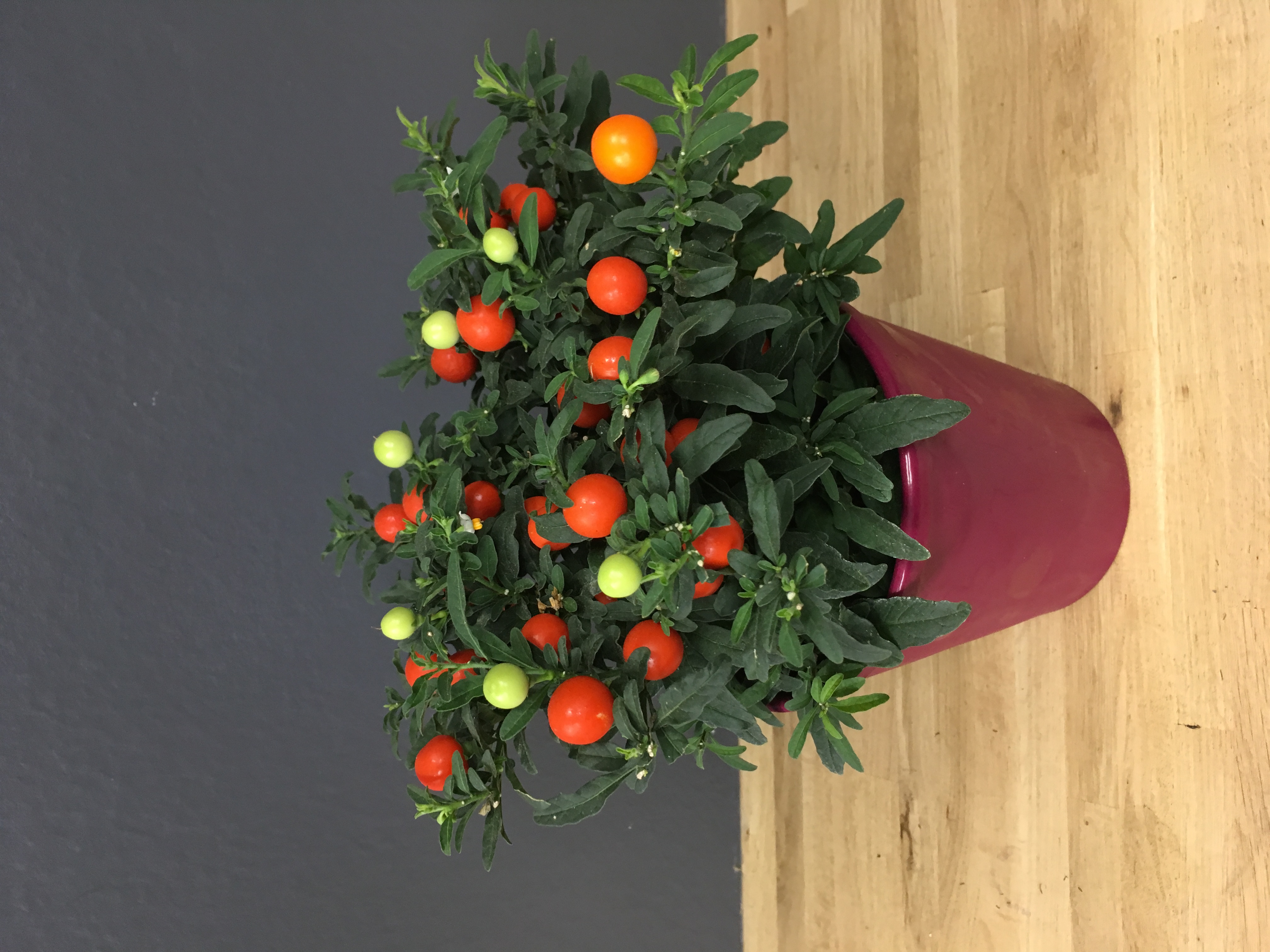 Solanum pseudocapsicum