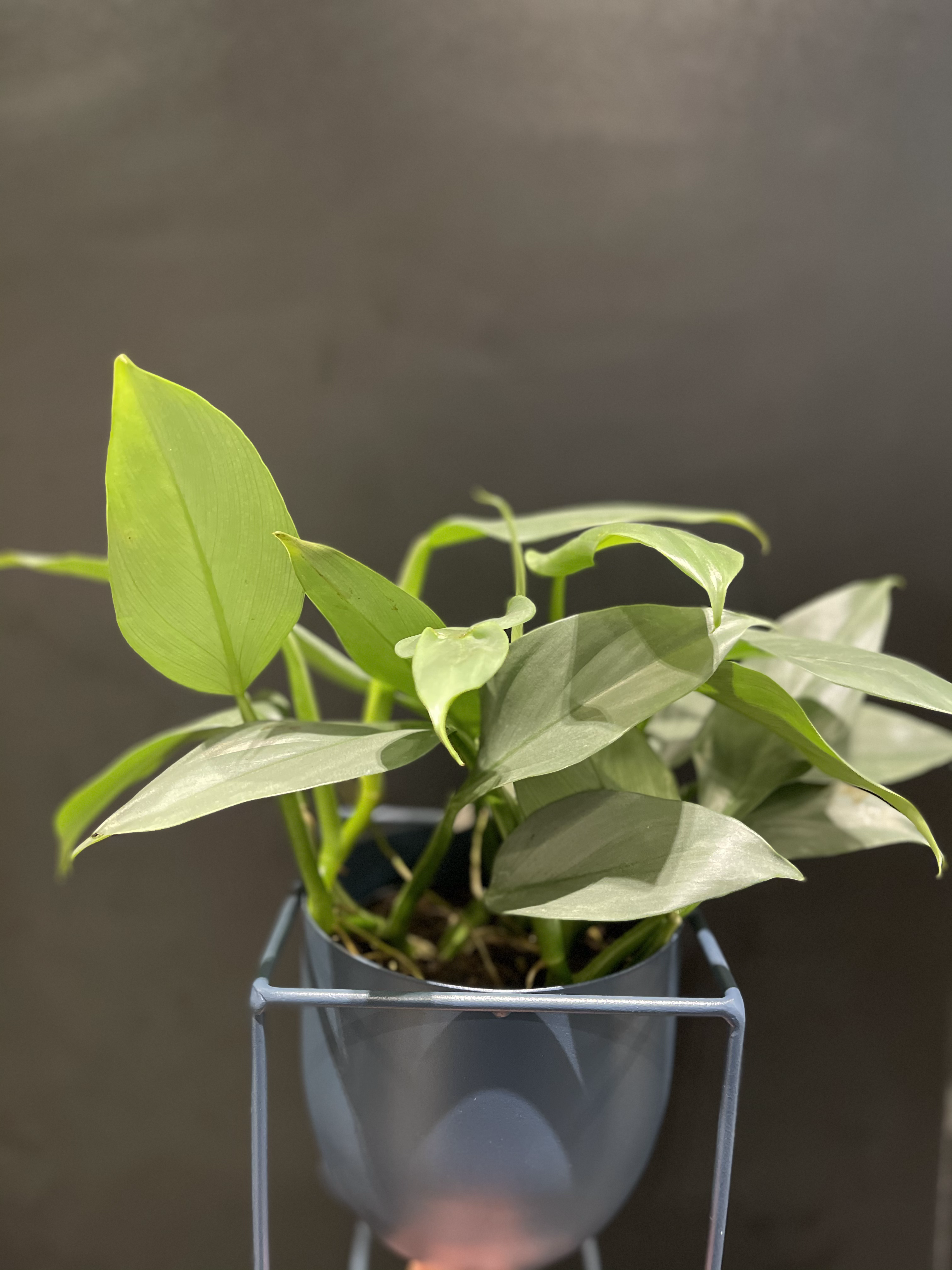 Philodendron has tatum "silver sword"