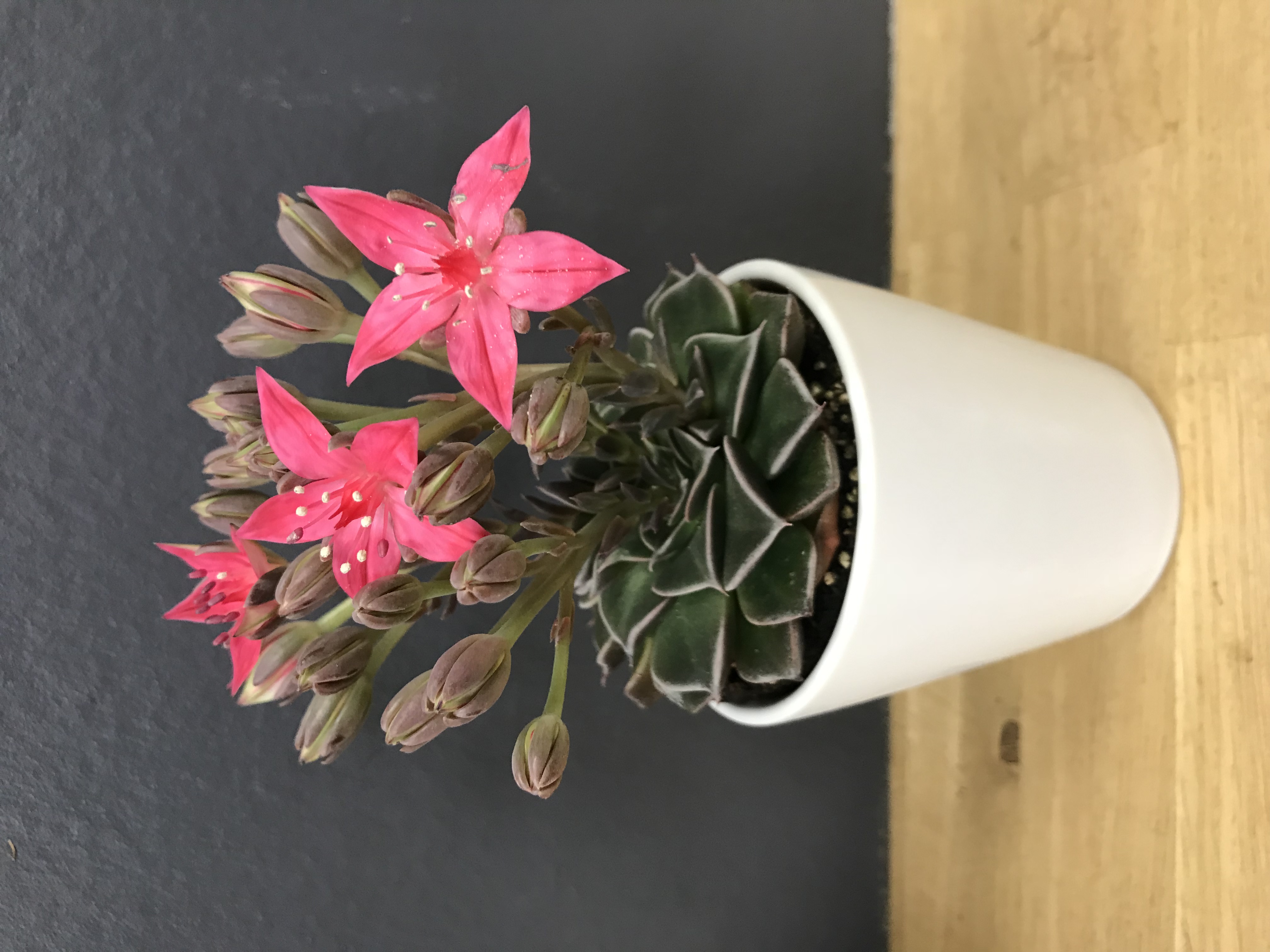 Graptopetalum bellum