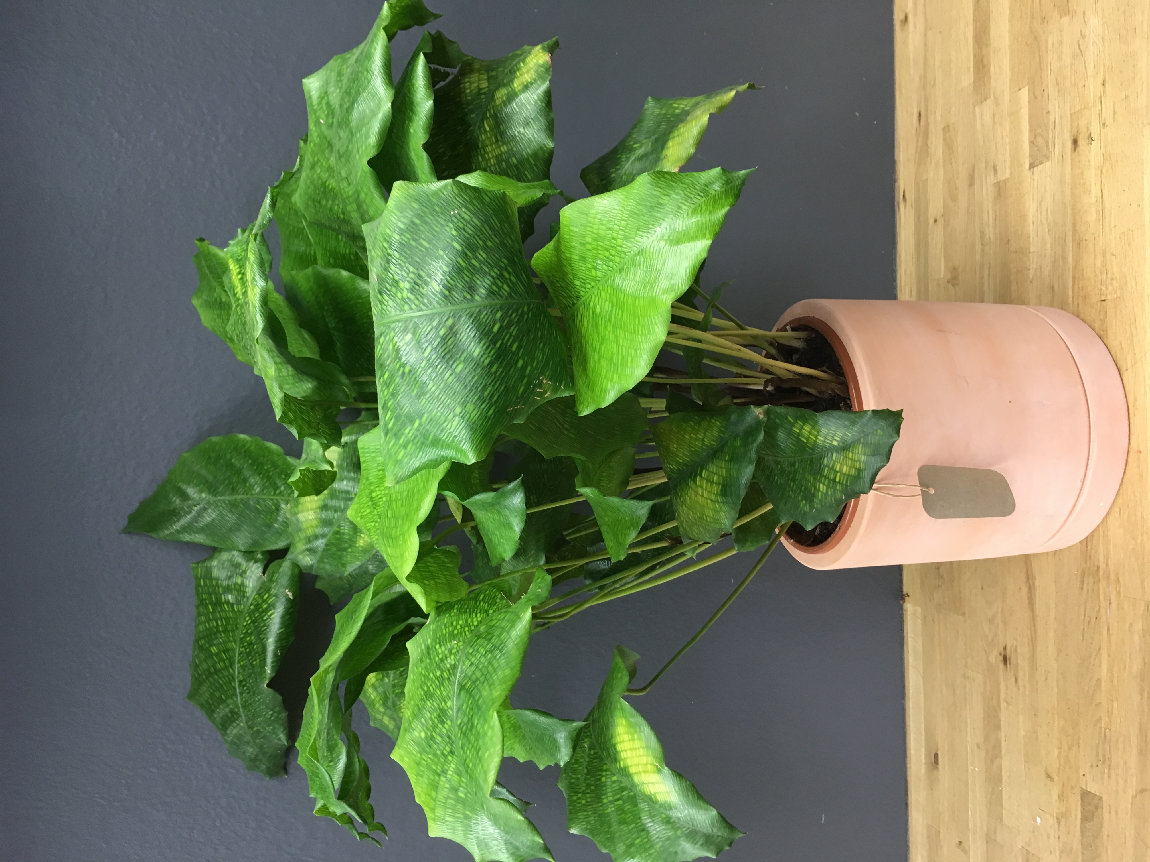 Calathea music "network"