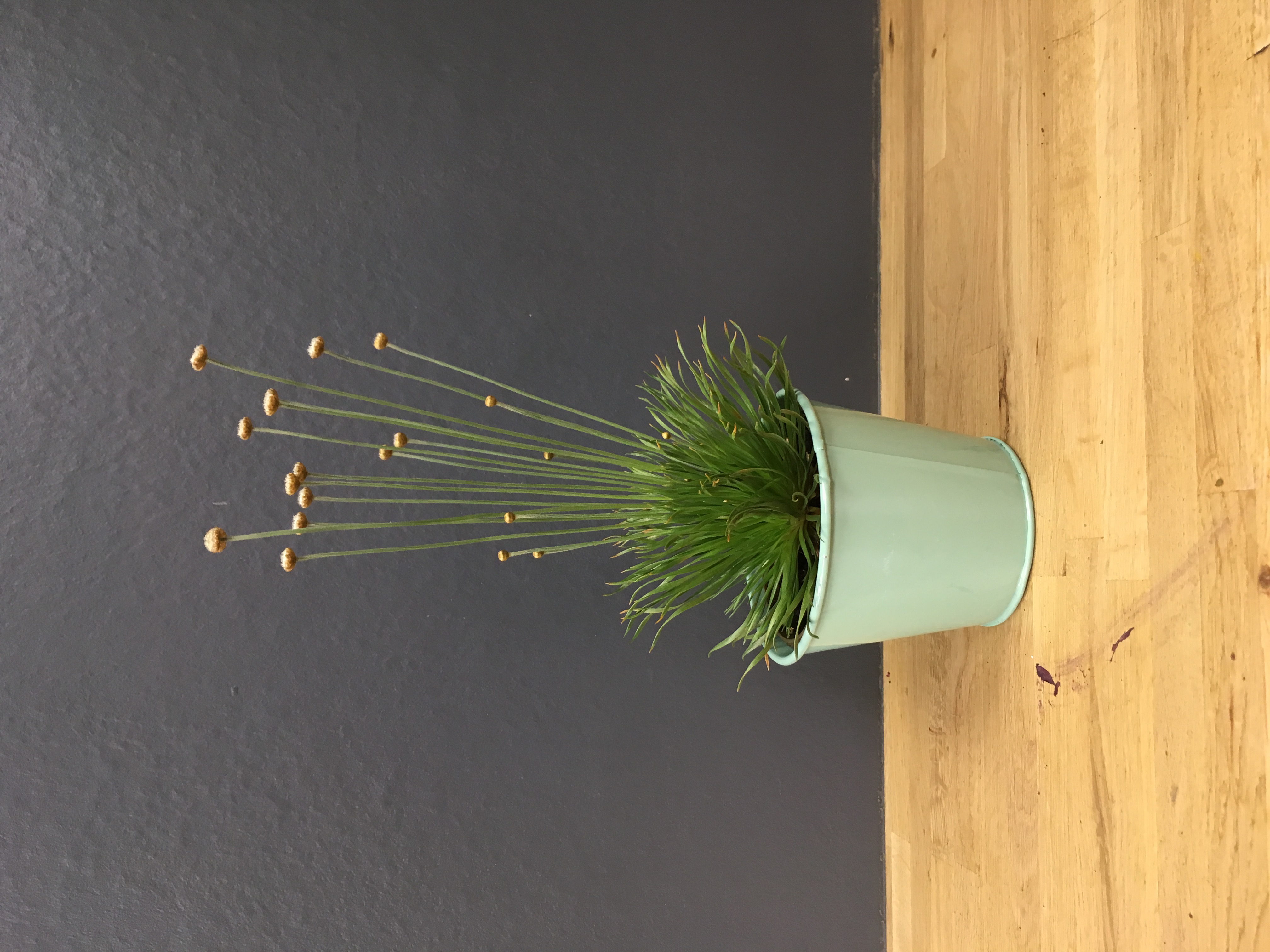 Syngonanthus "mikado"