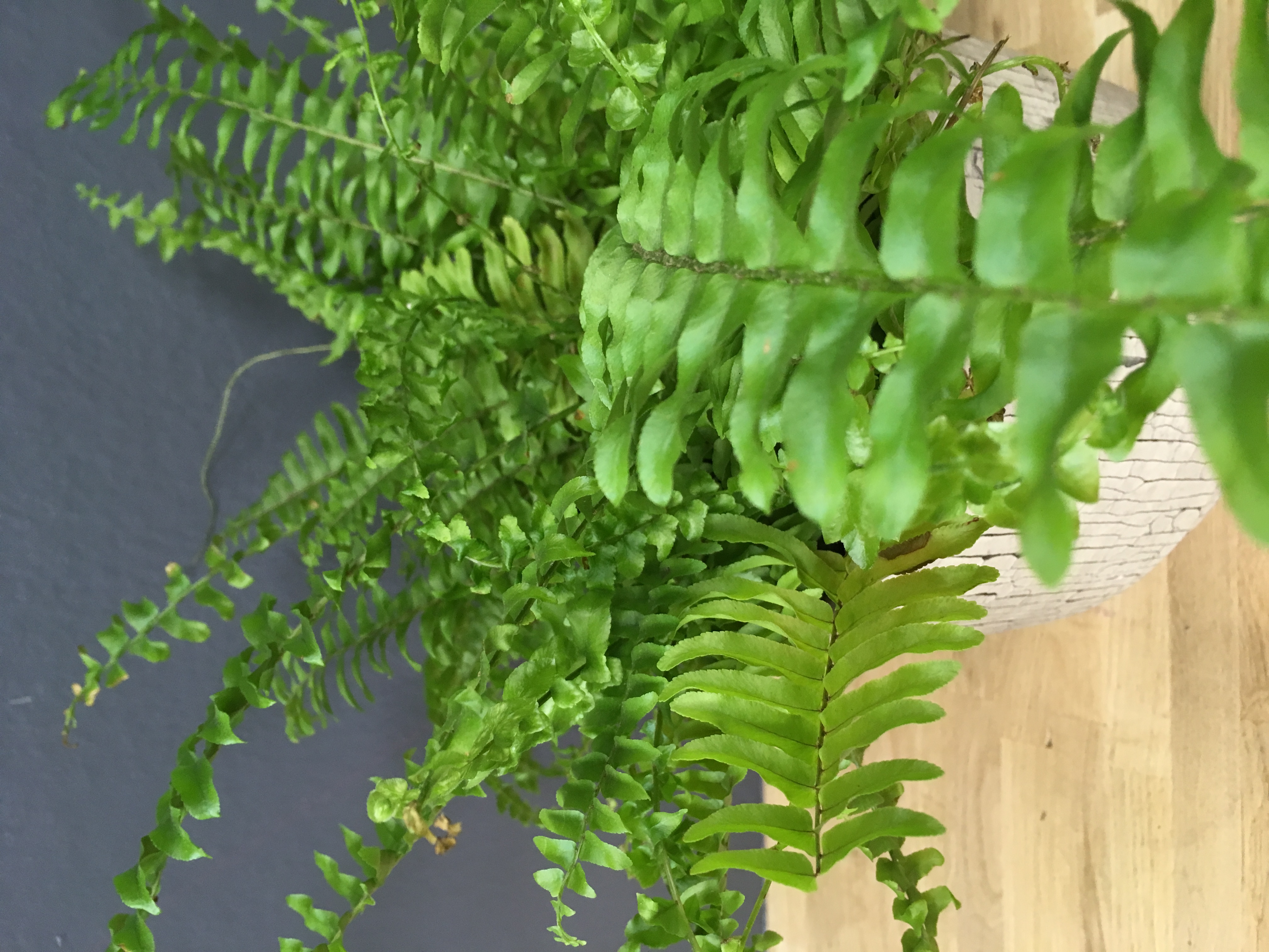 Nephrolepis exaltata