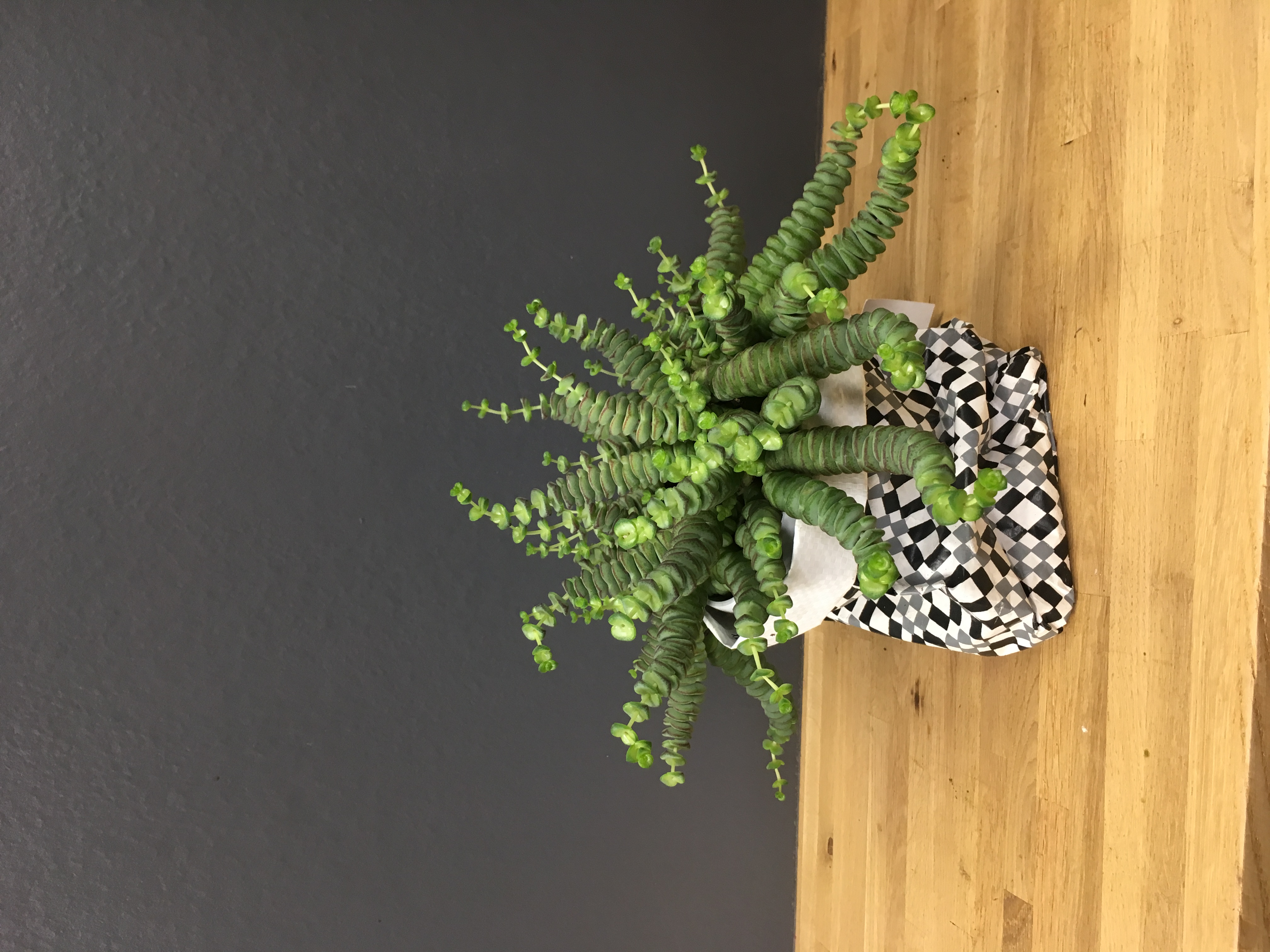 Crassula hottentot