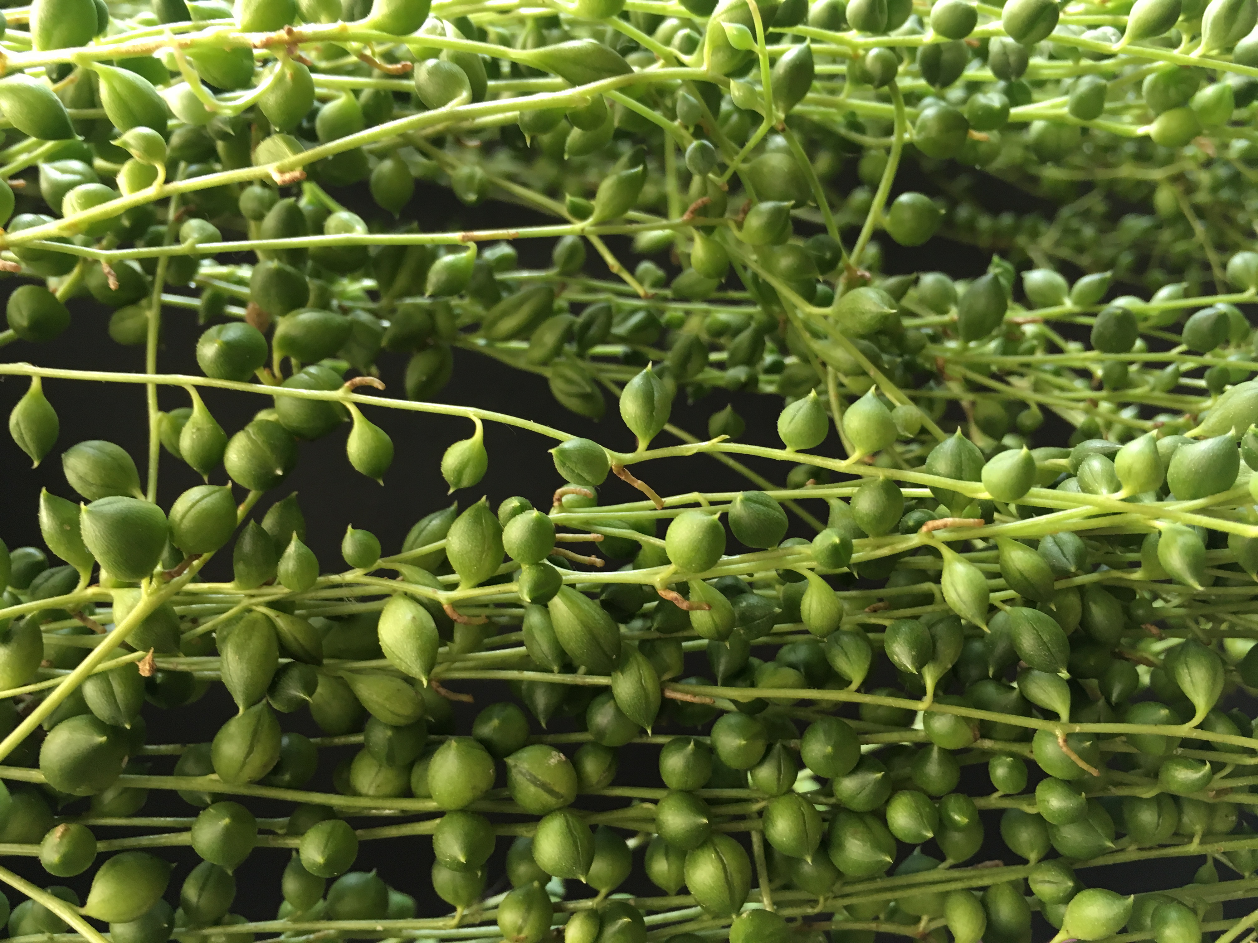 Senecio rowleyanus