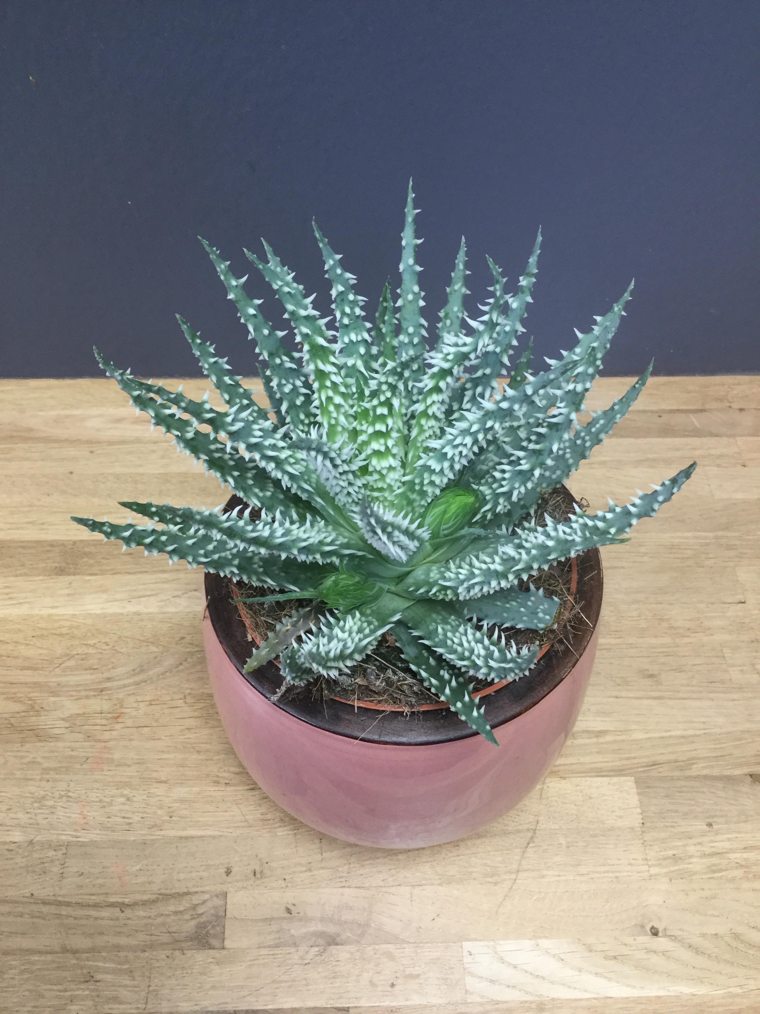 Aloe humilis