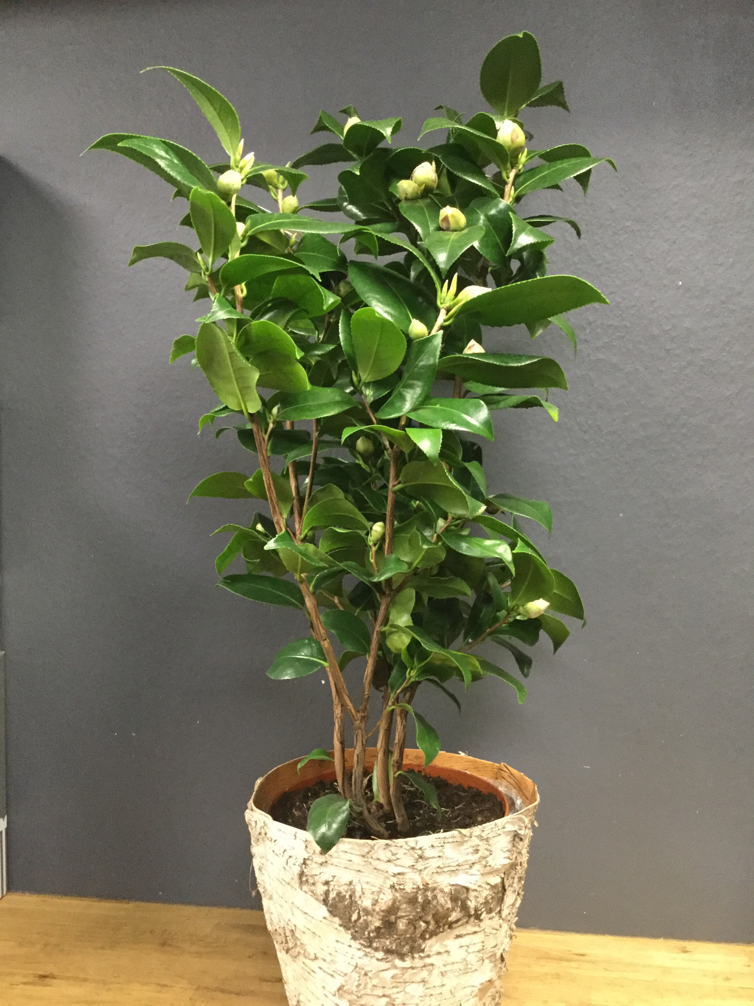 Camelia Japonica