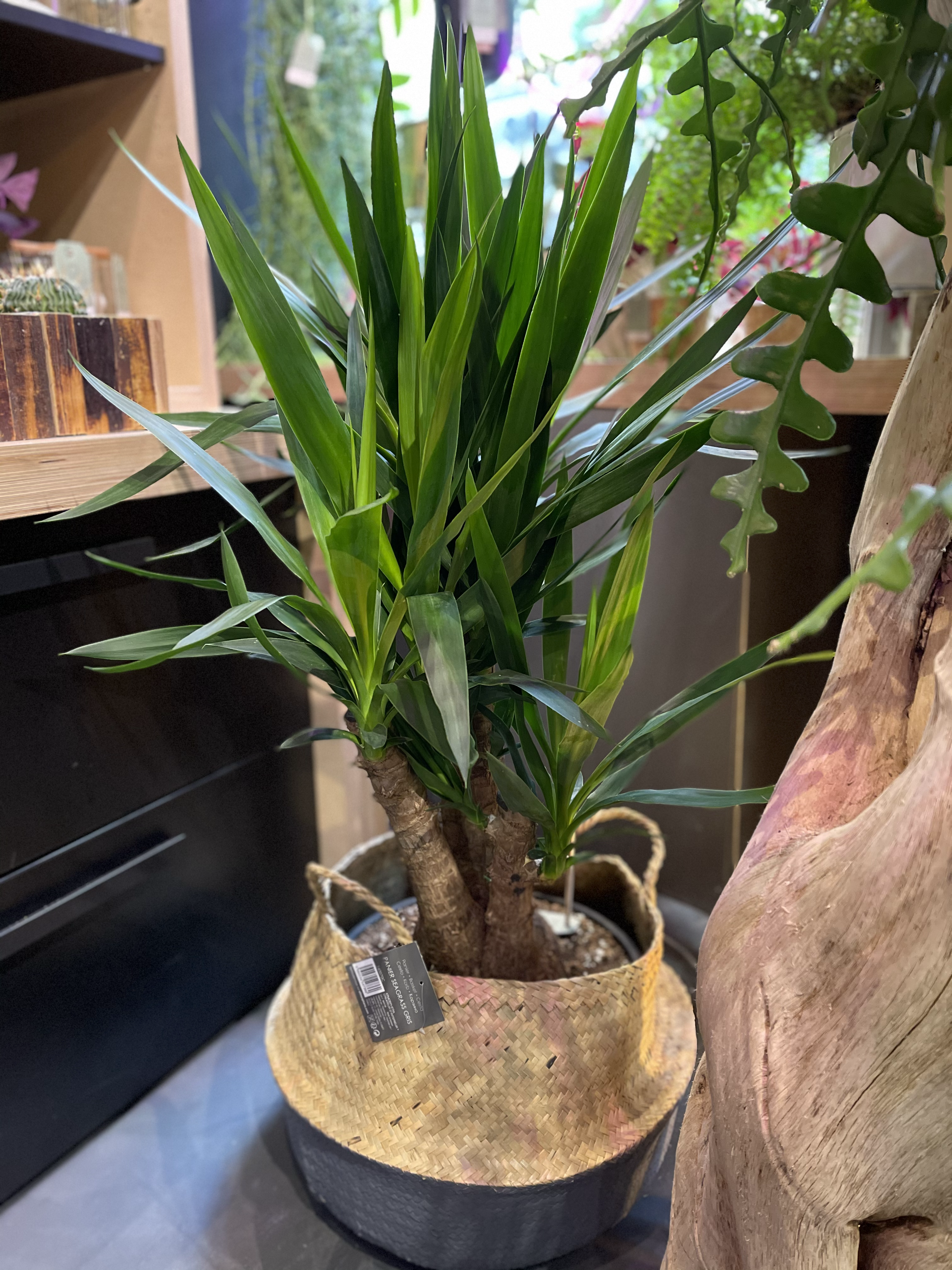Yucca elephantipes