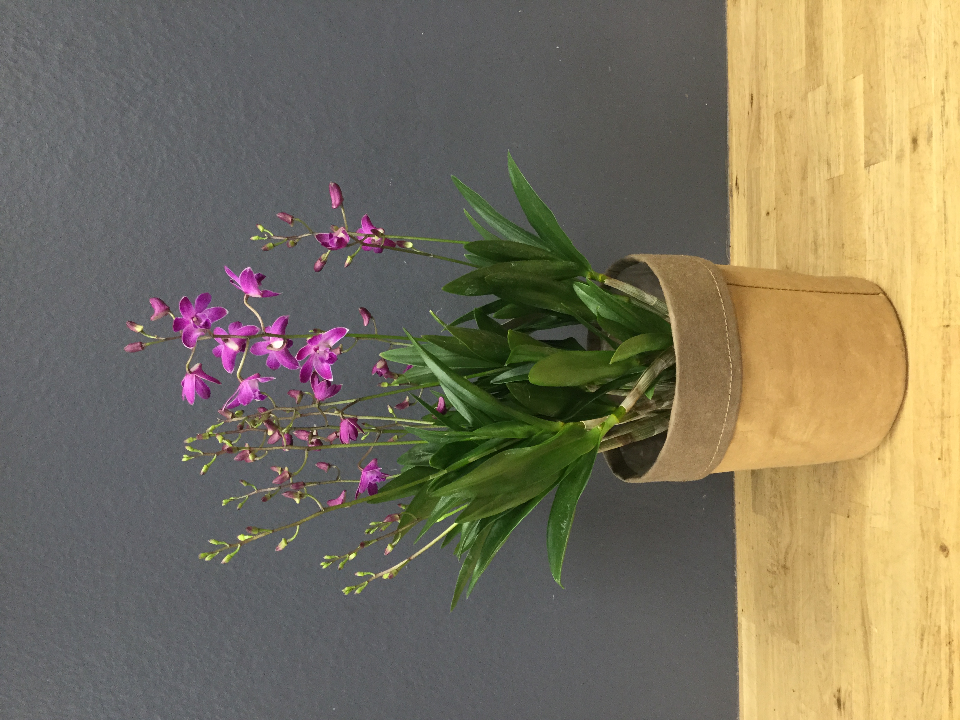 Dendrobium berry oda