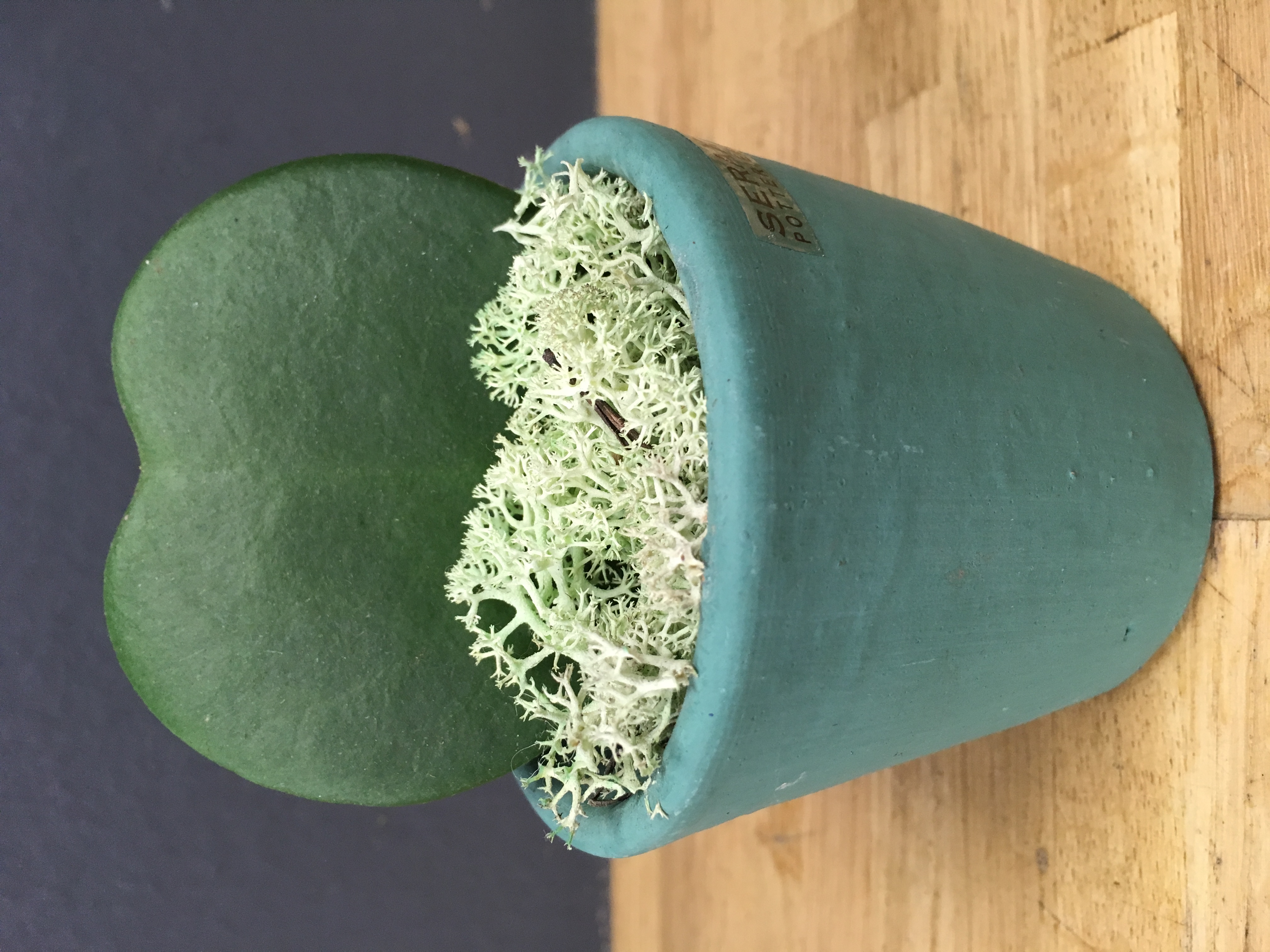 Hoya kerii