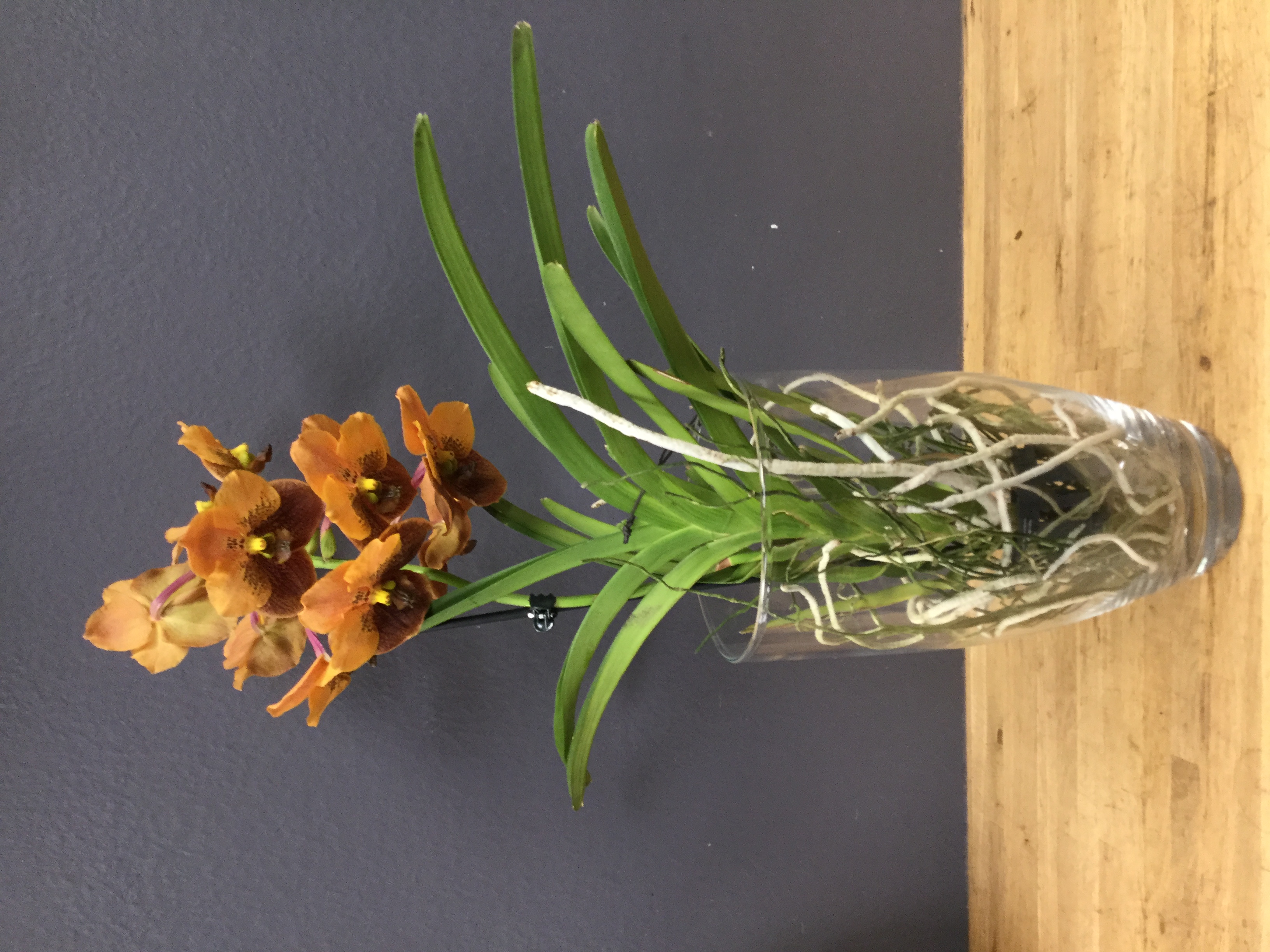 Vanda rostchildiana