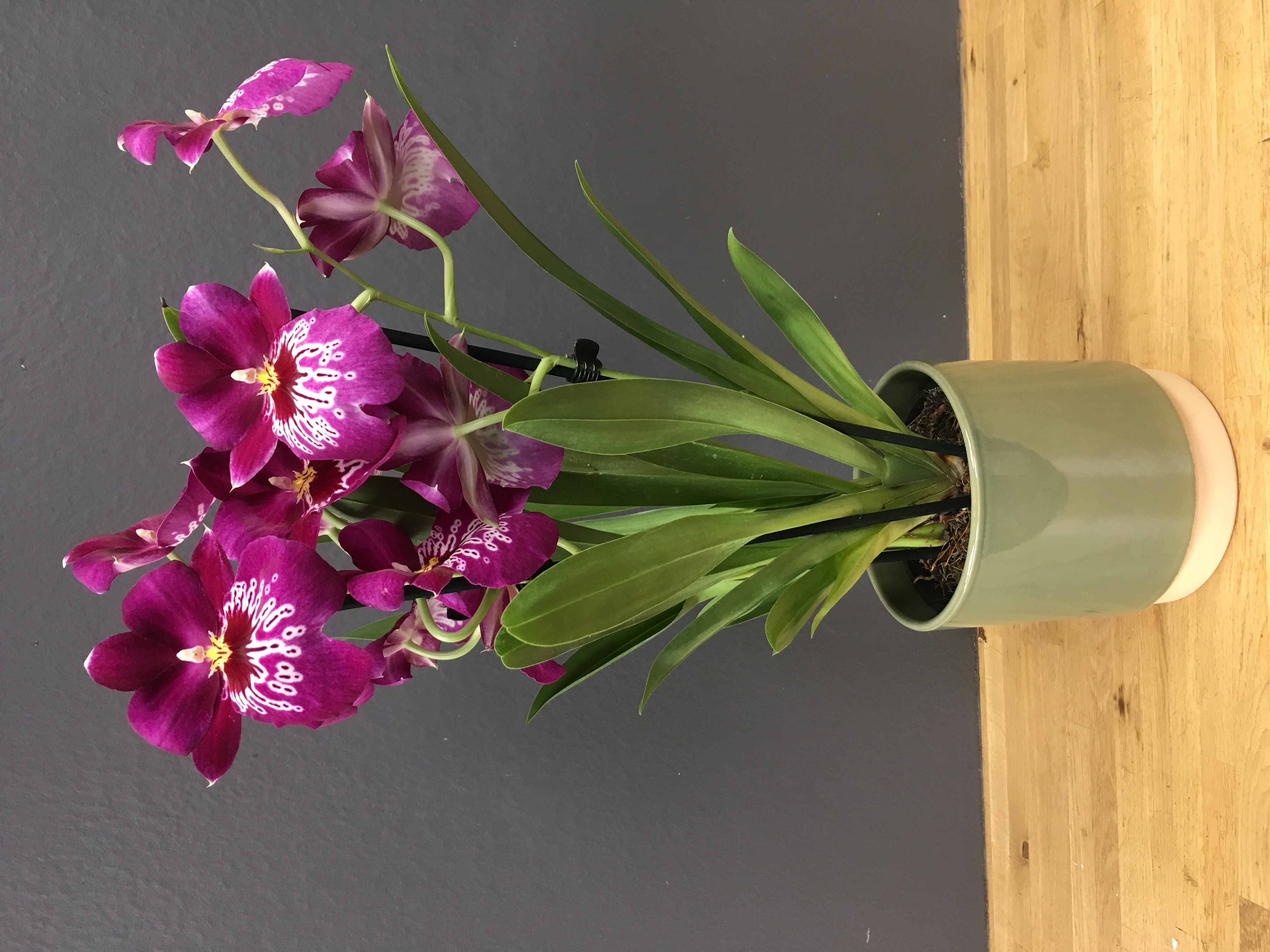 Miltonia