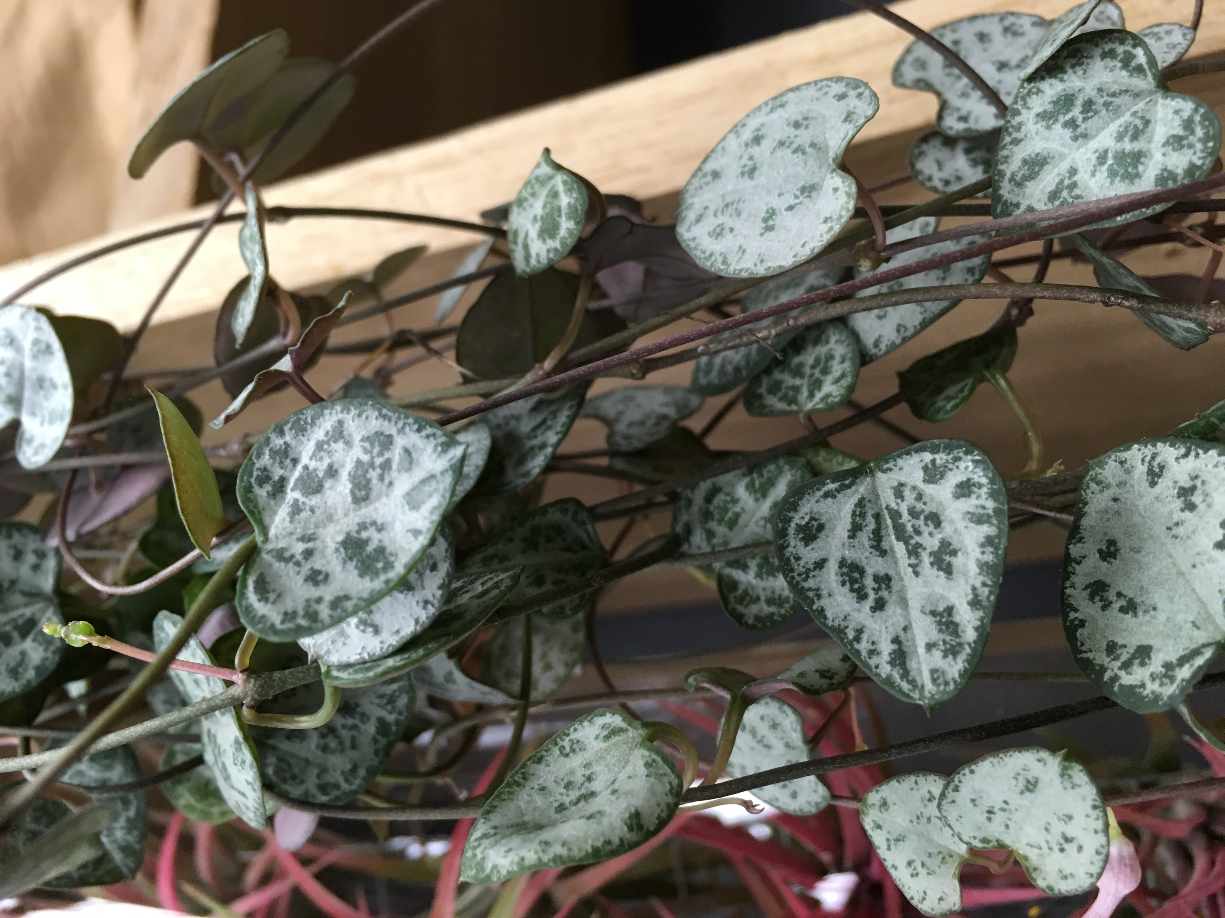Ceropegia woodii