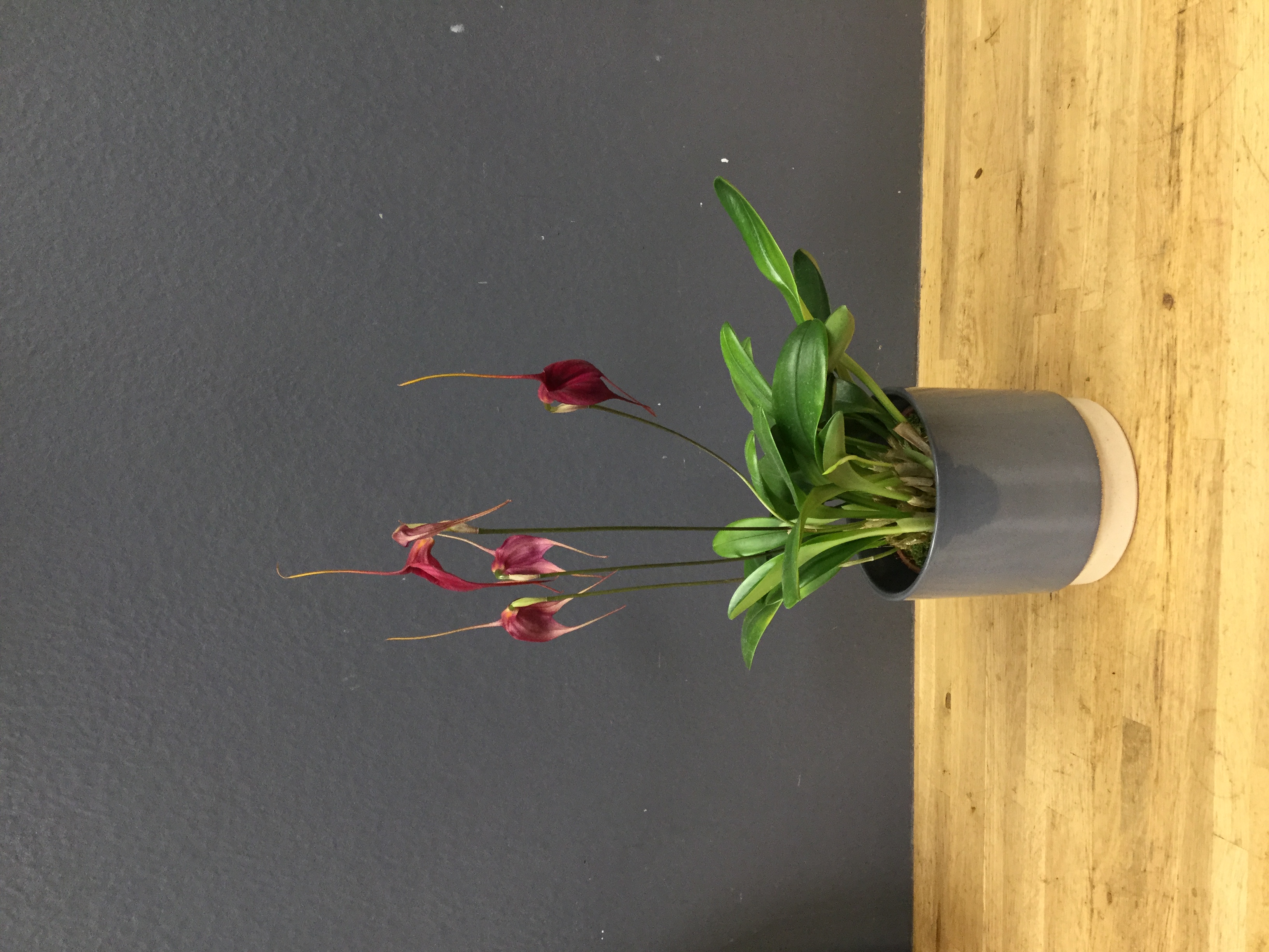 Masdevallia