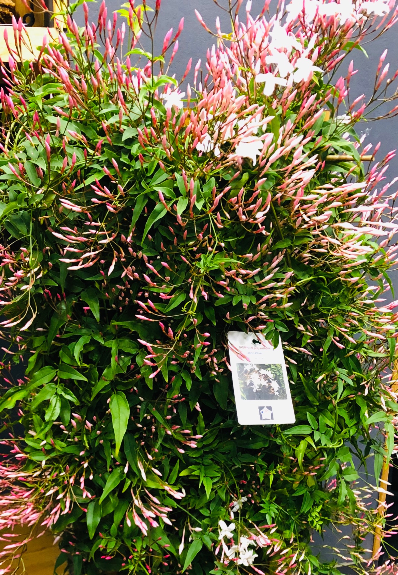 Jasmin