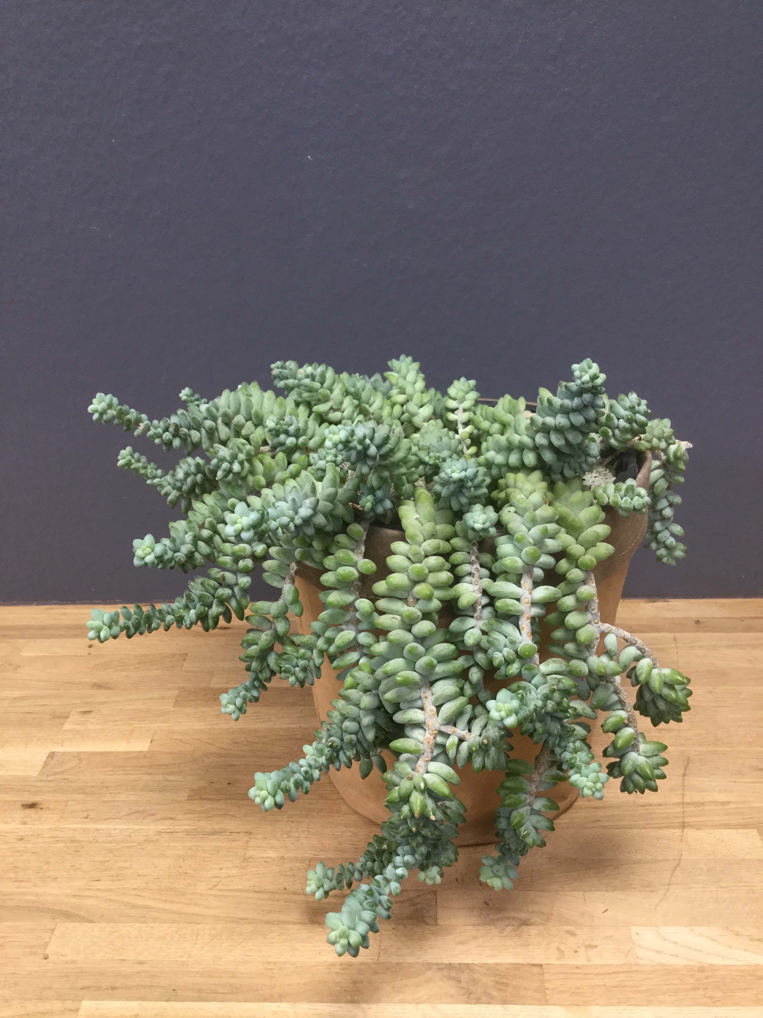 Sedum burrito