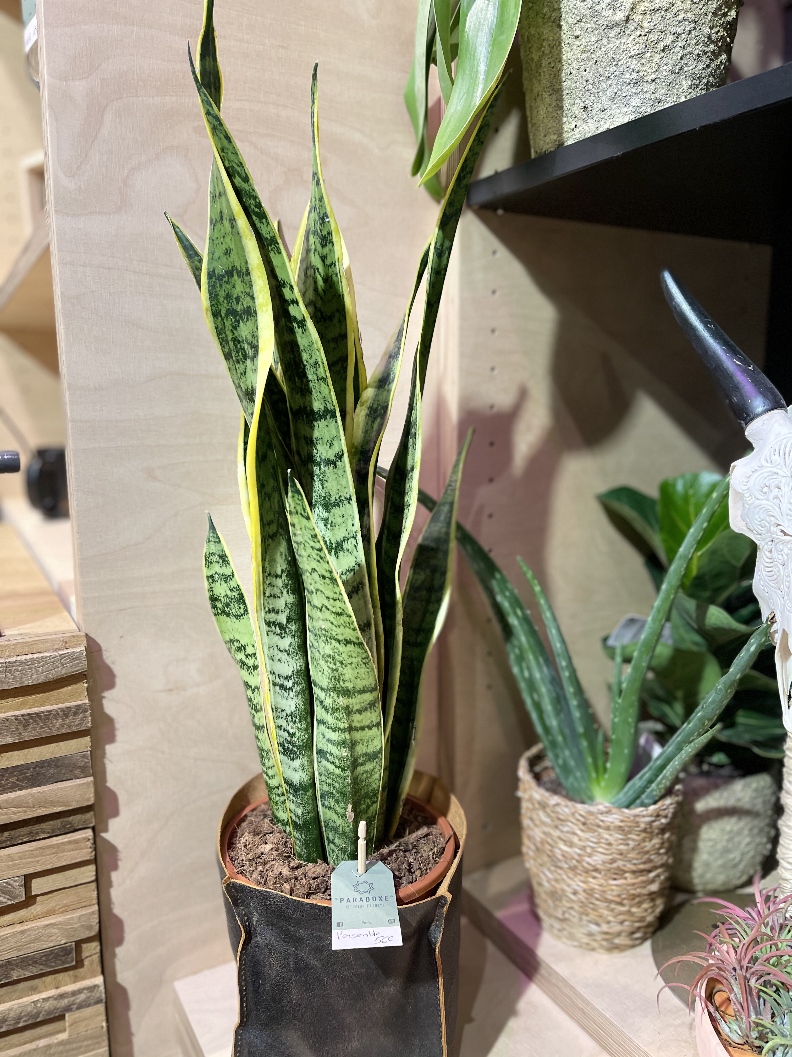 Sanseveria