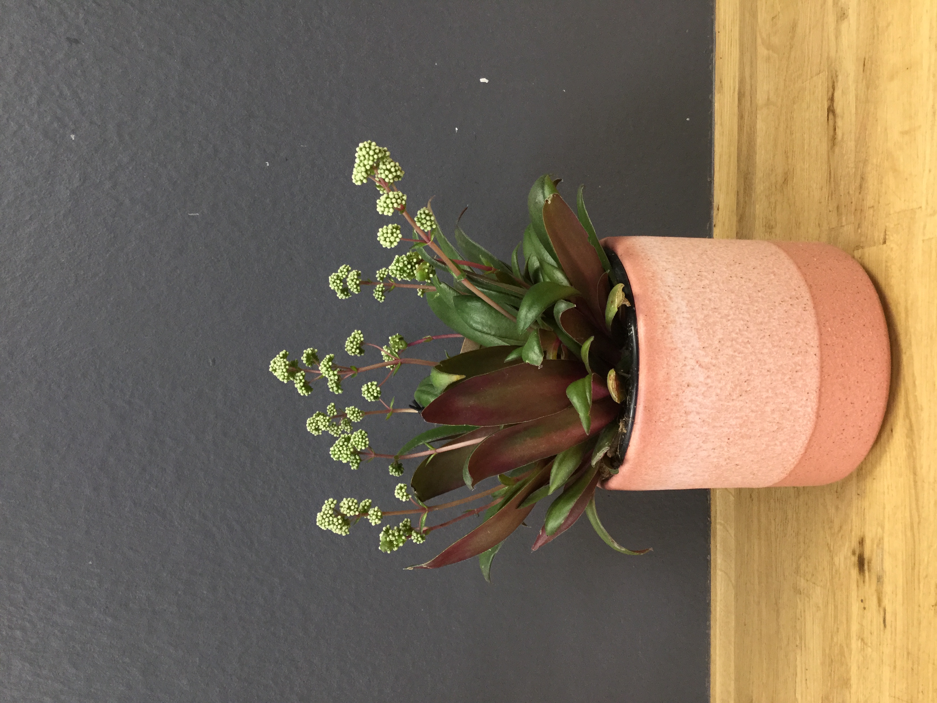 Crassula rosularis
