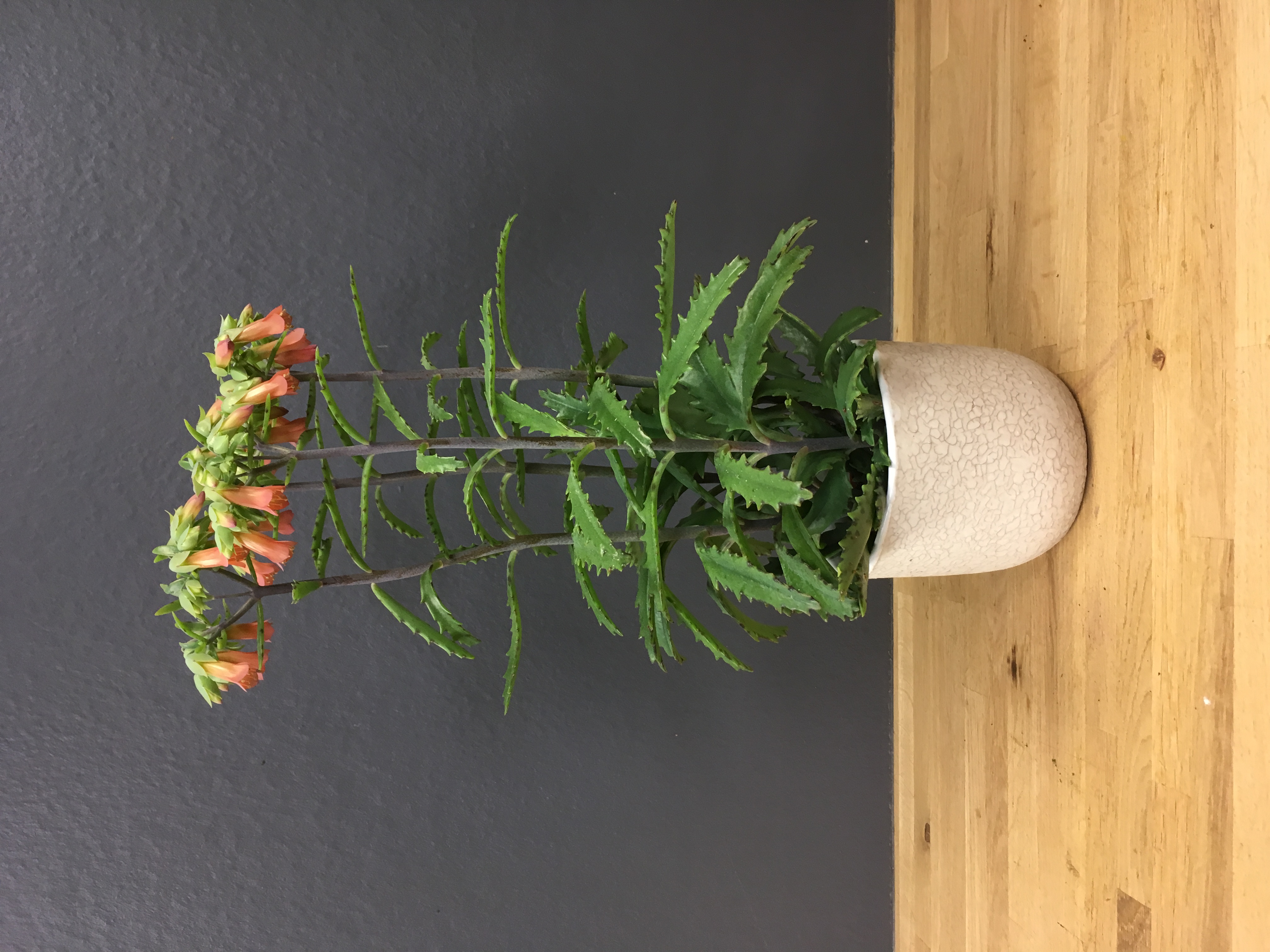 Kalanchoë lucky bells