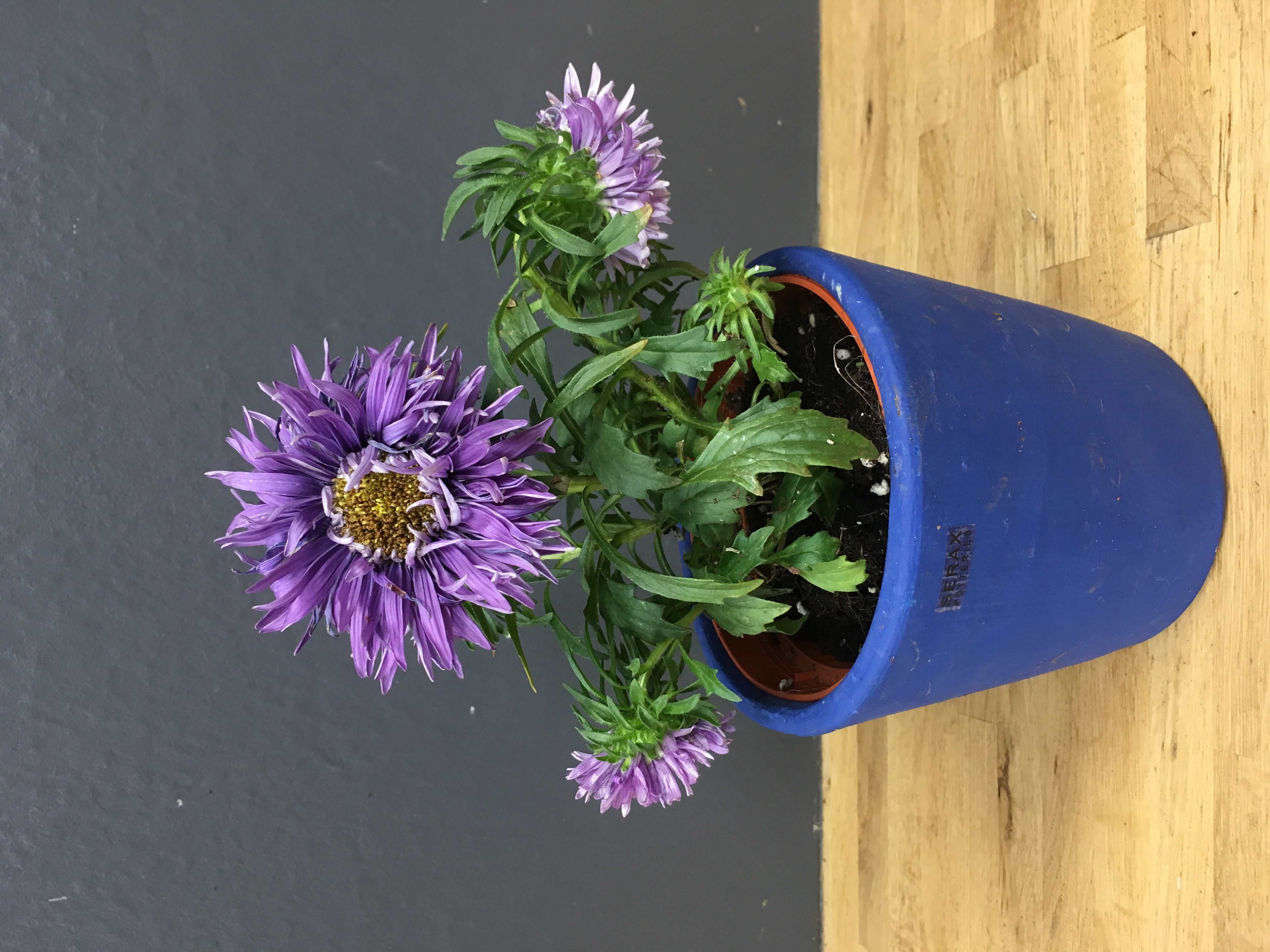 Callistephus (reine marguerite)