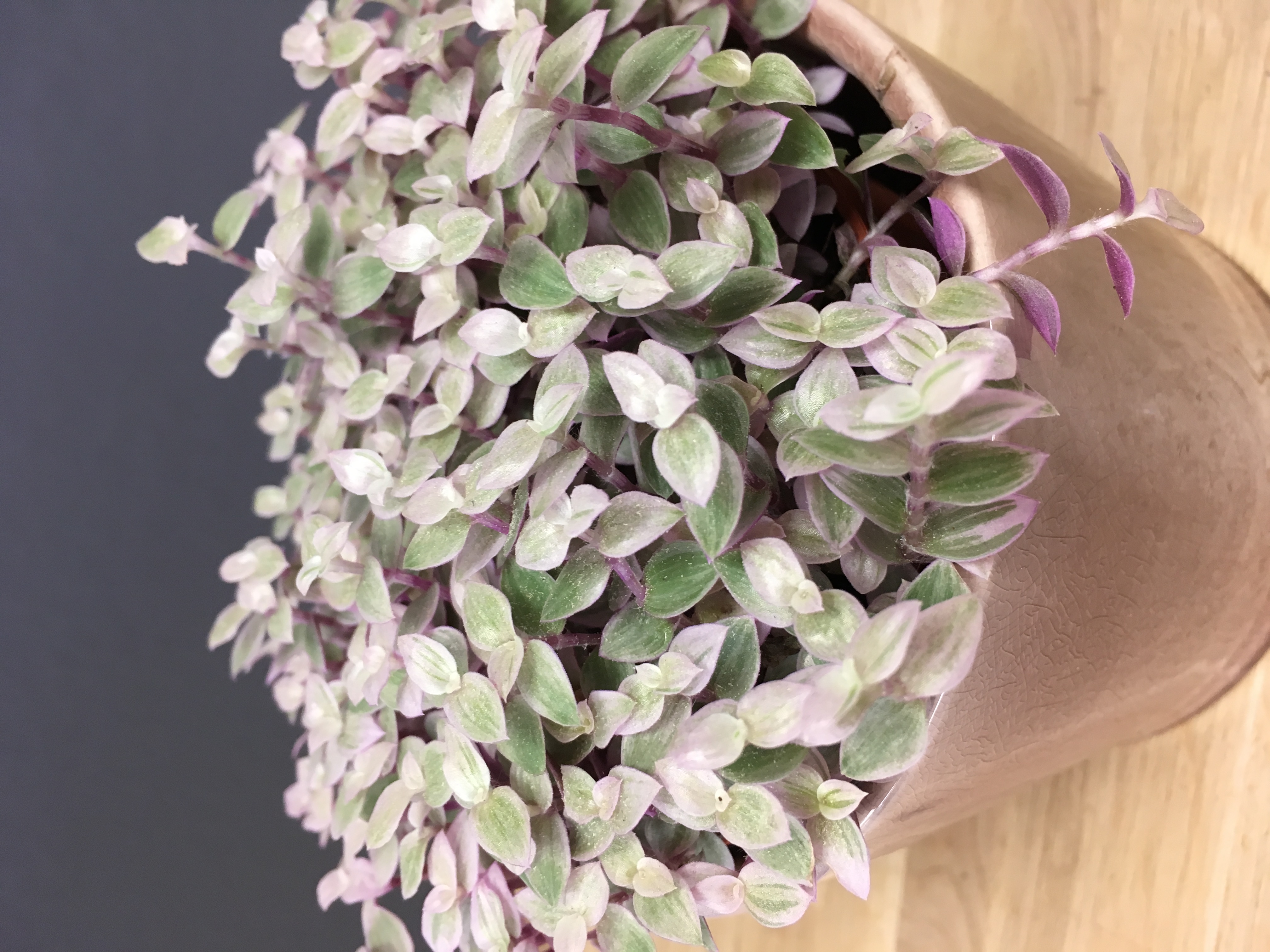 Callisia repens