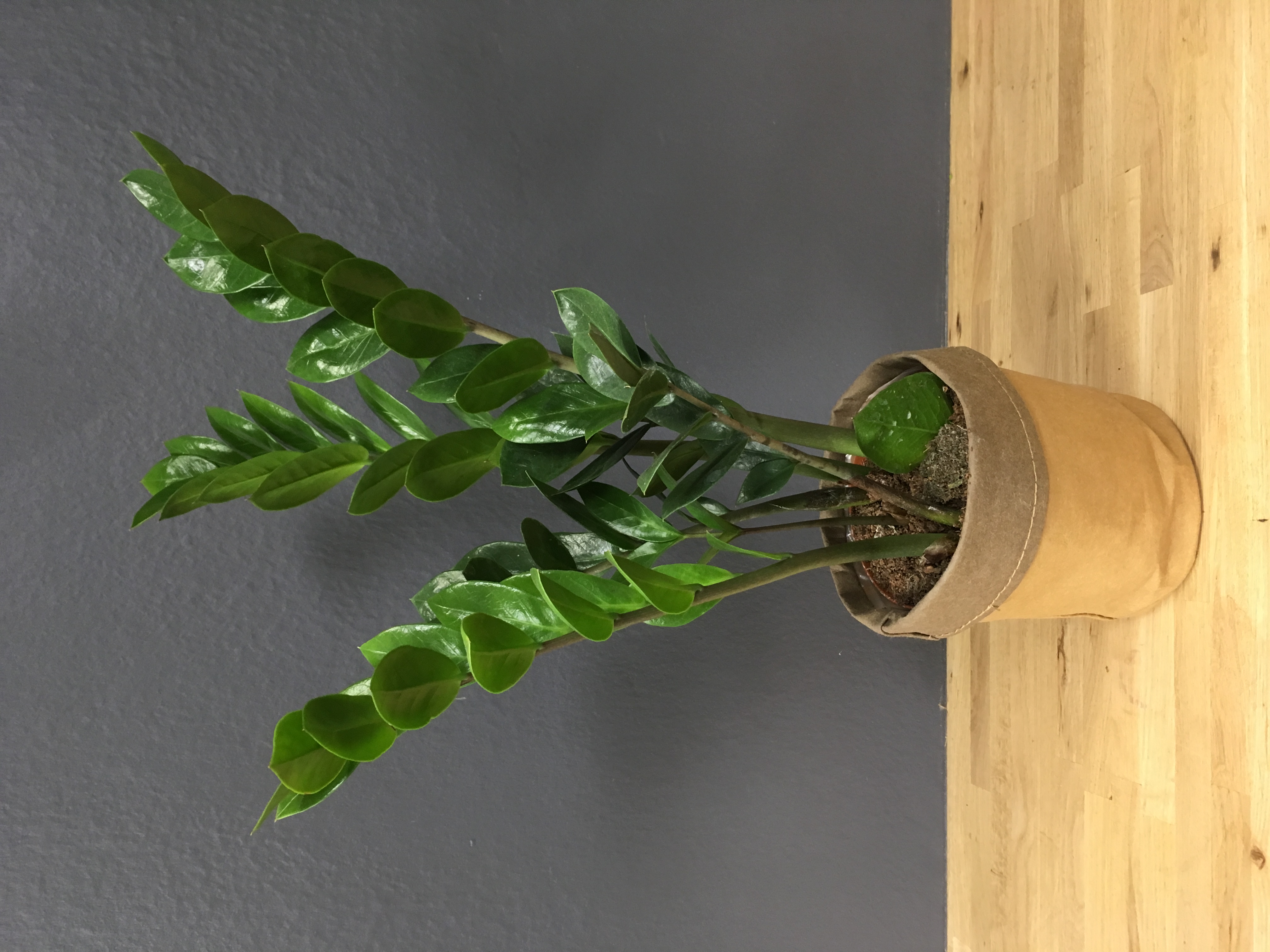 Zamiolculcas