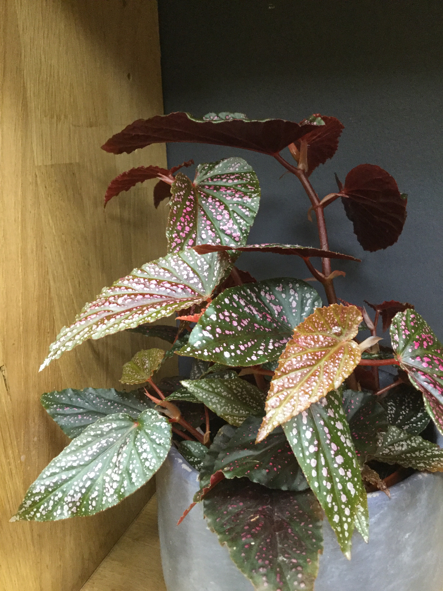 Begonia Polka "pink dot"