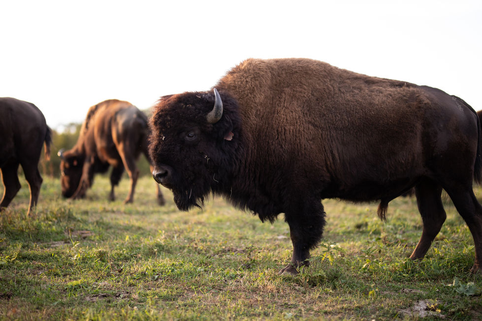 Bison bison