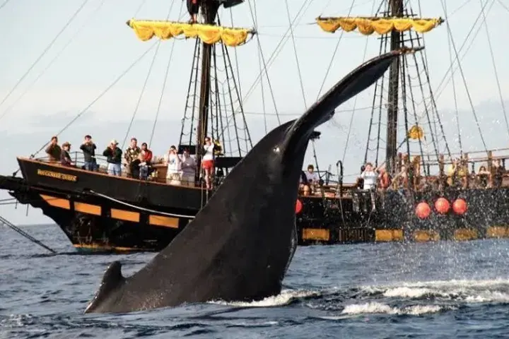 Kraken Chase Whale Watching