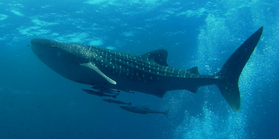 WHALE SHARK ENCOUNTER
