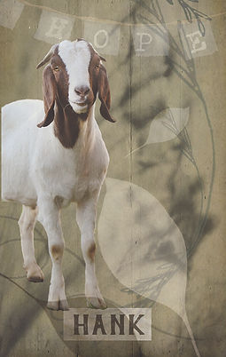 hank oracle card RS.jpg