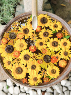 【7月】今月の花手水