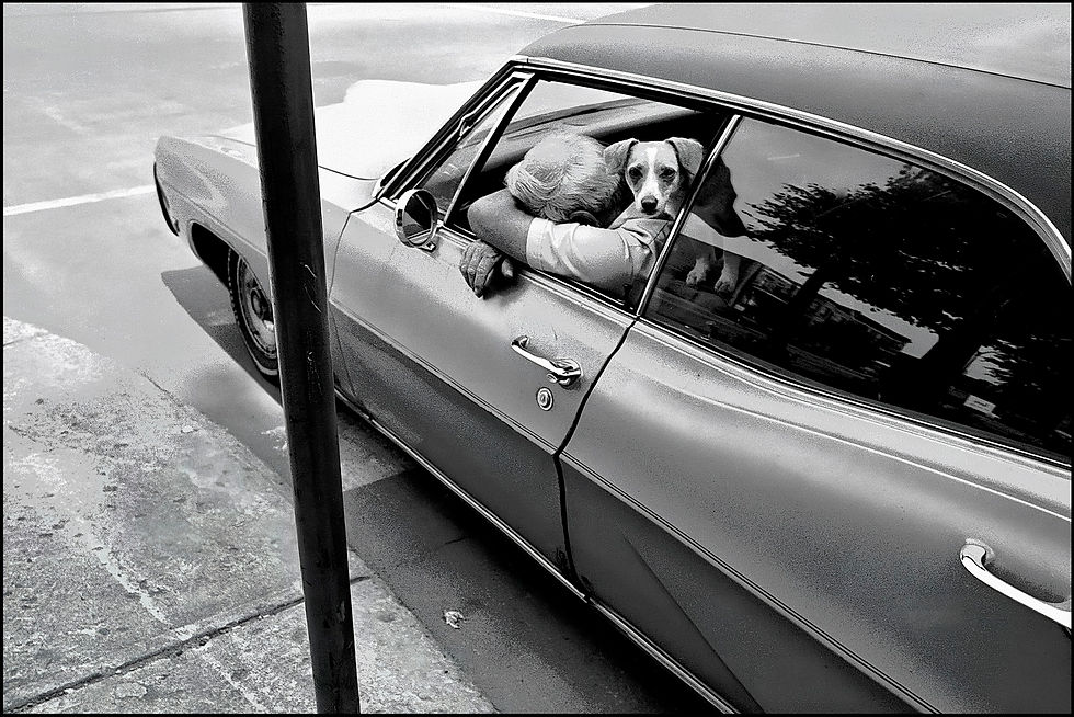 Dog with Man Asleep in Car 7-7-76