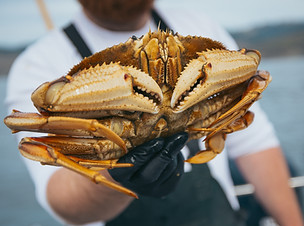 Dungeness Crab