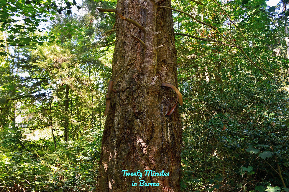 Close-up of tree trunk in forest with two rusted metal bands embedded. Lush green foliage surrounds, creating a serene woodland scene. Bicycle in the tree in Vashon Island, Washington.