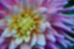 Close-up of a dahlia with soft pink and yellow petals, radiating outward in a spiral pattern against a dark green background.