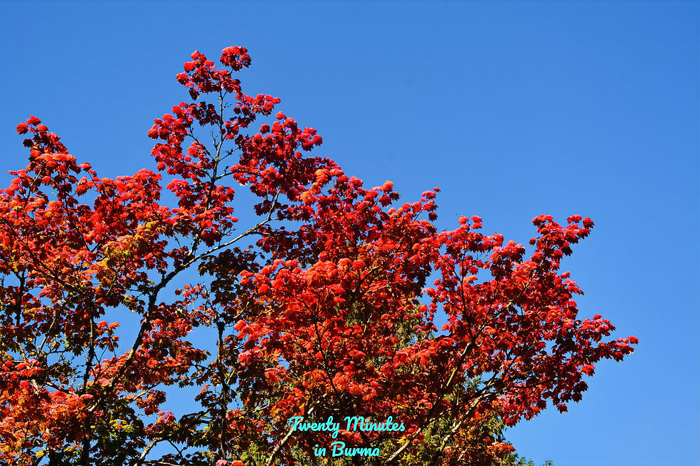 Red autumn leaves on tree branches against a clear blue sky, conveying a vibrant and serene autumn atmosphere. Seattle Japanese Garden.