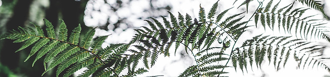 bush walk edited-5.jpg