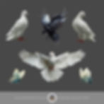 Thumbnail: Flora & Fauna