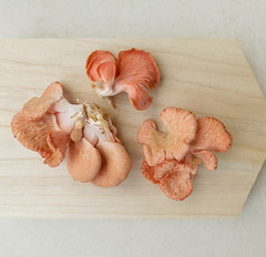 Wild Mushrooms