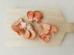 Champignons