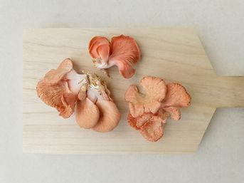 Wild Mushrooms