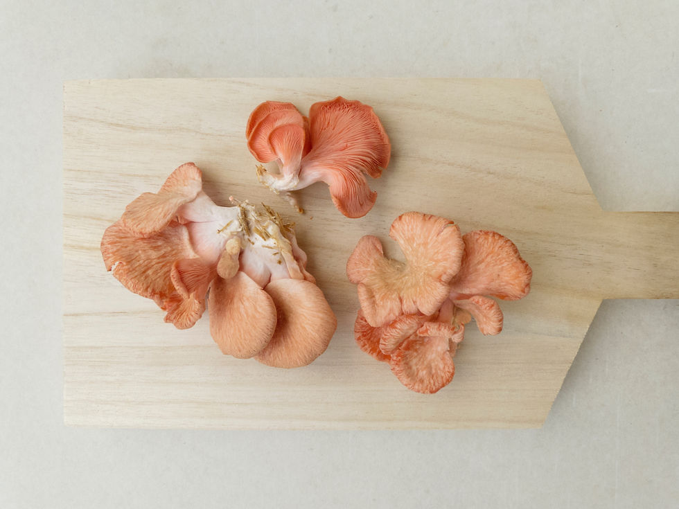 Pink Mushrooms Display
