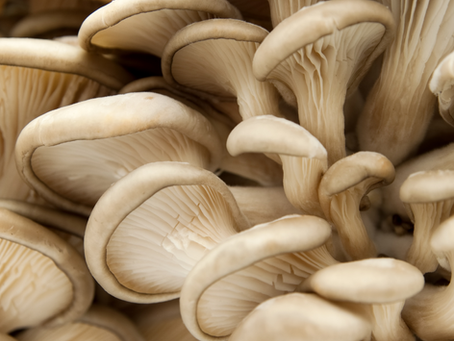Ergotioneína, a vitamina da longevidade!