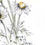 Thumbnail: ‘The flowers at no. 24’
