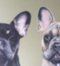 french bulldogs